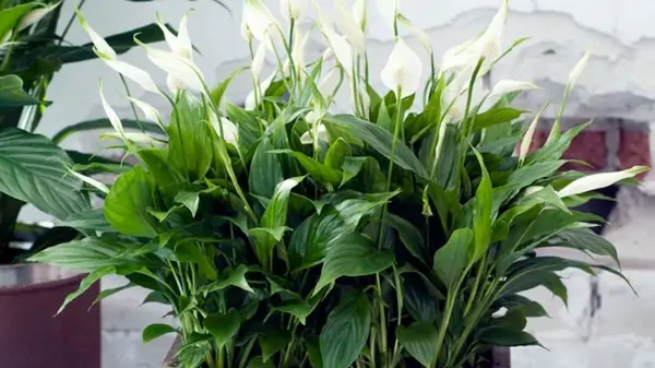 Берем ножницы и режем: эта безжалостная процедура оживит спатифиллум и заставит зацвести