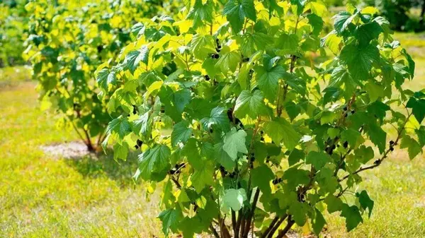 Как и когда обрезать кусты смородины, чтобы в следующем году получить обильный урожай крупных ягод