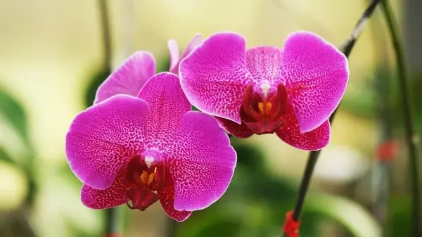 Что делать, если не цветет орхидея: 5 приемов, которые реально работают