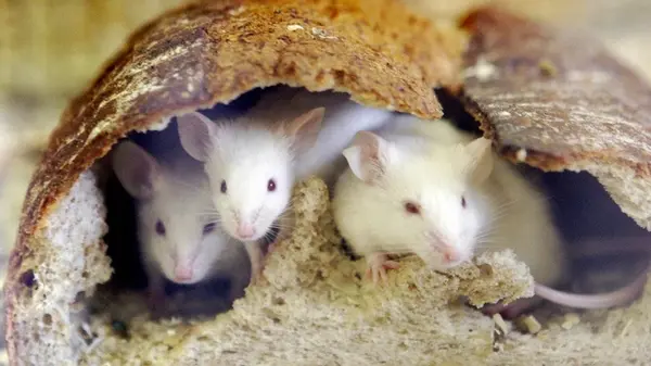 Не только еда и тепло: шесть неочевидных вещей в вашем доме, которые привлекают грызунов