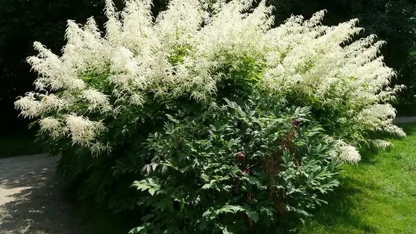 Не петуния и не роза: этот благоухающий многолетник будет пышно цвести даже без солнца