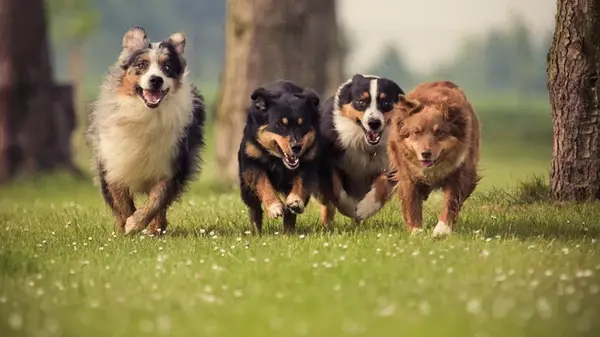 Дрессировщица собак назвала породу, которую ни за что бы не завела, и вот почему