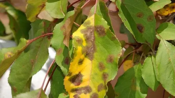 Почему листья на яблоне, других плодовых деревьях желтеют неравномерно: о чем это говорит садоводу