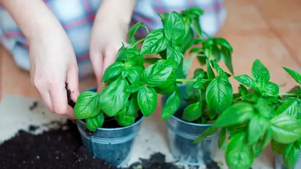 Растения, которые могут заменить пестициды