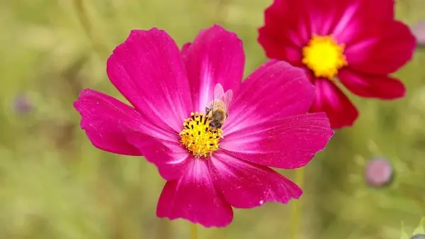 Космея будет ярко цвести до самой зимы: 3 простых правила от опытного садовода