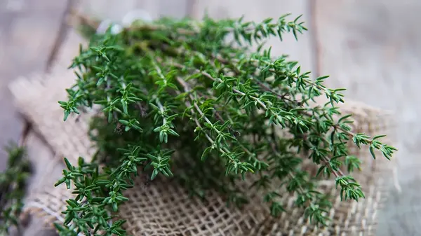 Как вырастить чабрец на подоконнике: действенные советы