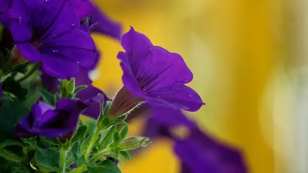 Поливайте петунии в августе этой подкормкой — и они будут обильно цвести до глубокой осени