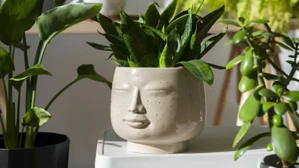 Подкормка комнатных растений своими руками: что поможет цветам расти