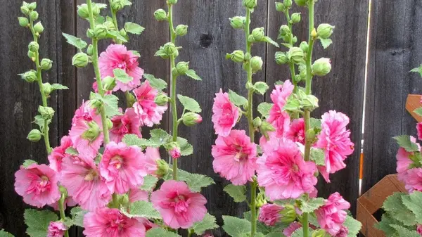 Когда сеять мальву: для самого красивого цветения эксперты советуют делать это сейчас