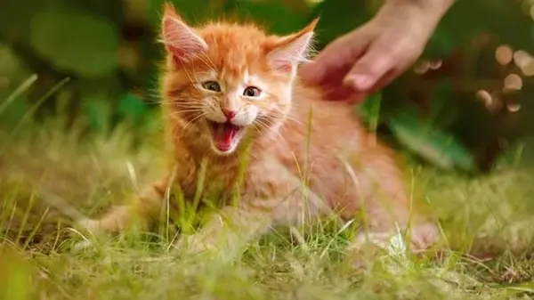 Почему коты шипят на человека: ответ ветеринара