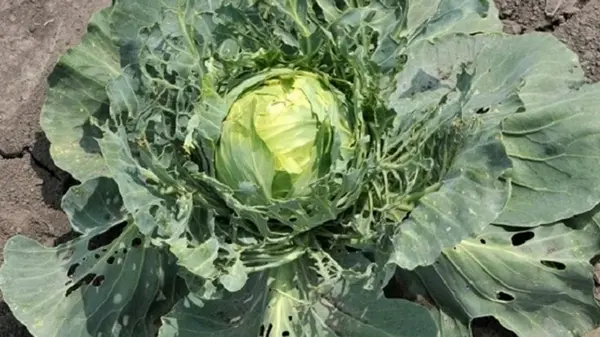 Секретное средство сделает вашу капусту гигантской, а вредители забудут дорогу к вашему огороду