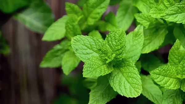 Почему женщинам следует ежедневно употреблять мяту: польза, о которой вы не знали