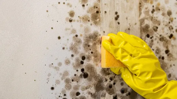 Черная плесень исчезнет навсегда: чем обработать стены от грибка