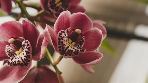 На каком подоконнике орхидея чувствует себя лучше всего: ответ экспертов