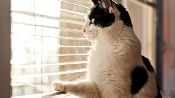 О чем коты думают целый день: ветеринар назвала три главных «приоритета» пушистиков