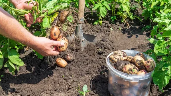 В какие дни августа нельзя копать картофель, потому что он испортится и не долежит до весны