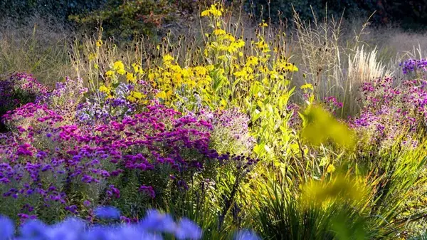 Посадите один раз — и забудьте: многолетники, которые пышно цветут без подкормки и полива