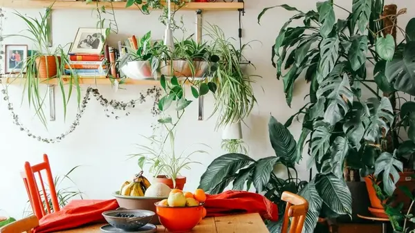 Зеленый оазис без труда: эти три комнатных растения должны быть в каждом доме, где любят цветы