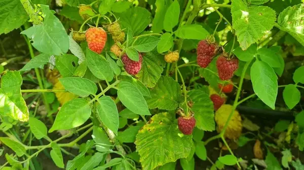 Если хотите, чтобы малина обильно плодоносила в следующем году, обязательно сделайте в сентябре это