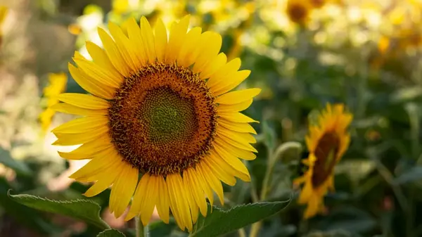 Топ-10 растений, которые могут расти в плохой почве