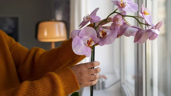 Садовод назвала опасную ошибку при поливе орхидей: цветок может сгнить