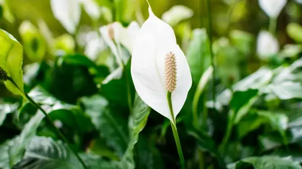 Спатифиллум может цвести годами непрерывно: садовод назвала оригинальный метод полива