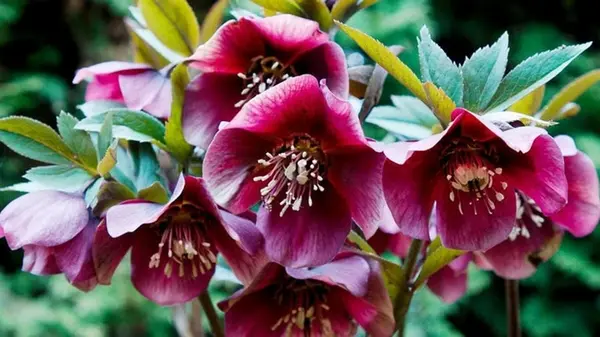 Посадите этот неприхотливый многолетник осенью — и уже в апреле будете любоваться пышным цветением