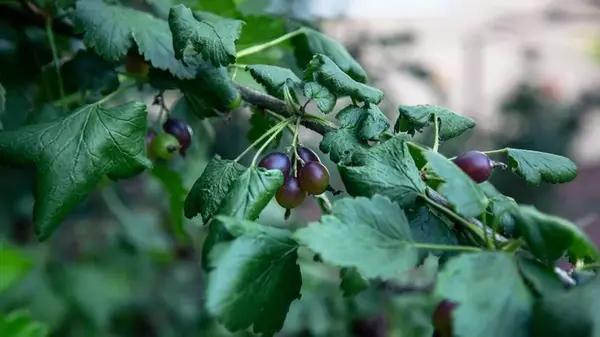 Какие кусты нужно сажать в начале осени: первый урожай соберете в следующем сезоне