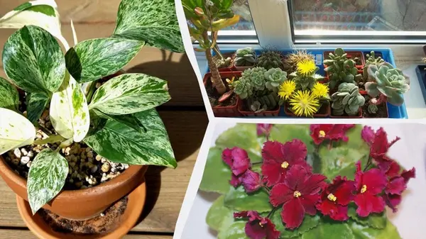 Какие комнатные растения будут хорошо расти на вашей кухне: эксперты назвали топ-10