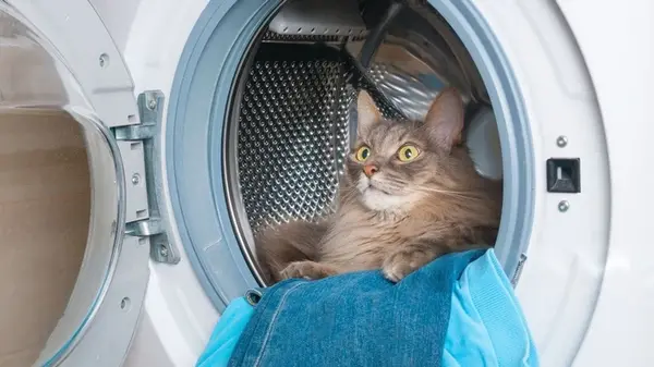 Исчезнувшие носки и неприятные запахи во время стирки: почему это случается и как избежать