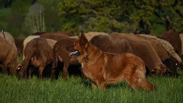 Кинолог, который дрессировал 3 тысячи собак, назвал три породы, которых стоит избегать