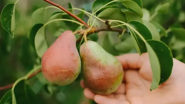 Как правильно обрезать грушу, чтобы получить огромный урожай: советы садоводов