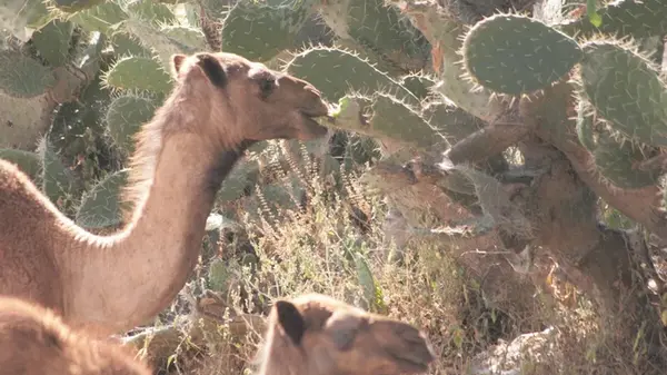 Как верблюды едят колючие кактусы, не поранившись: вот что они догадались делать