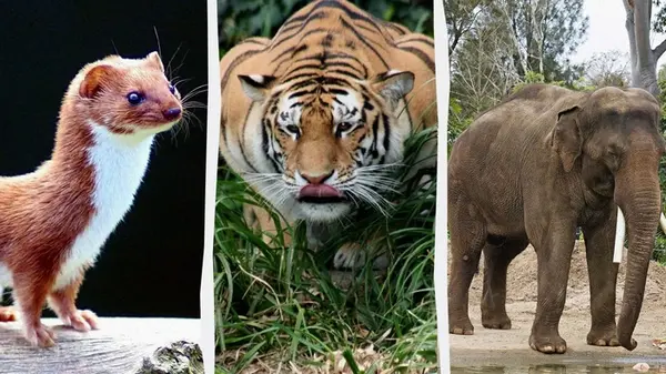 Какое животное имеет самую длинную и короткую продолжительность жизни: ответ может удивить