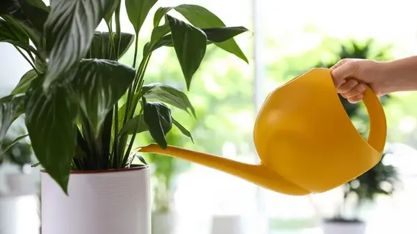 Мирная лилия перестанет желтеть и оживёт всего за несколько часов: проверенный способ