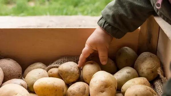 Переложите этим картофель: клубни не будут гнить, увядать и хорошо сохранятся аж до лета