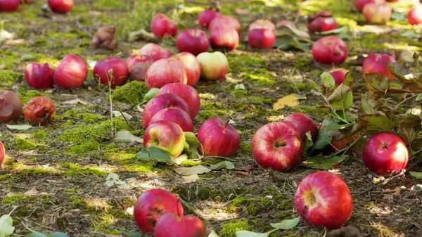 Гнилые яблоки — это не удобрение: 4 причины, почему испорченные фрукты надо убирать с земли