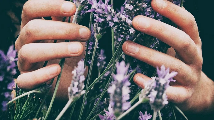 Правило «восьмерки»: когда и как правильно обрезать лаванду, чтобы кусты цвели каждый год снова и снова