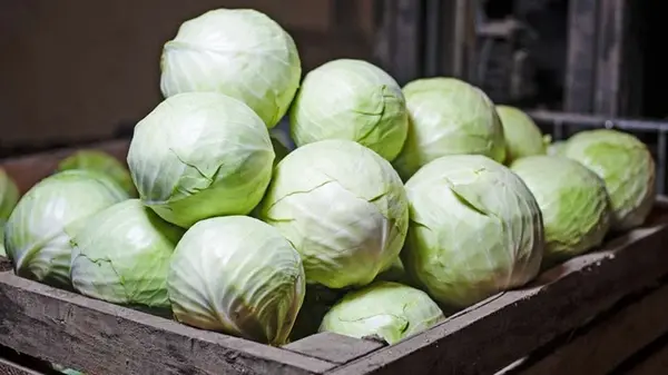 Капуста будет храниться до 9 месяцев в погребе и на балконе: пересыпьте головки вот этим