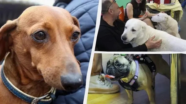 Какие собаки всегда «голодные» и постоянно просят еду: эксперты назвали топ-10 пород