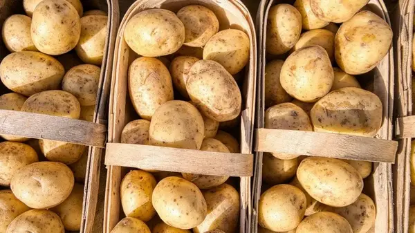 Почему картофель не сохраняется долго: большинство допускает одну типичную ошибку