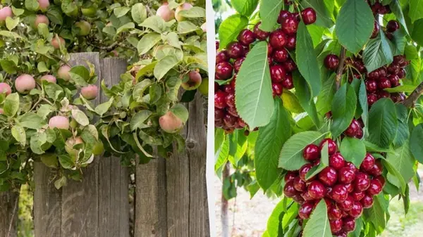 Эксперты назвали 5 фруктовых деревьев, которые стоит посадить осенью