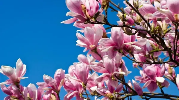 Как пересадить магнолию, чтобы дерево точно прижилось на новом месте