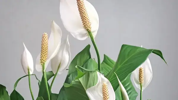 Спатифиллум будет цвести годами, если осенью держать его подальше от одного места