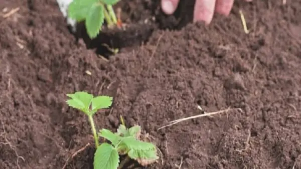 Секреты осенней посадки клубники: когда и как это лучше делать