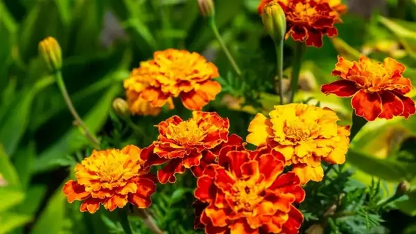 Почему бархатцы нужно сажать именно под зиму: хитрость, которая спасёт ваш огород