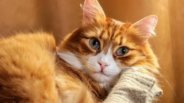 Почему кошка лезет в лицо: что означает поведение вашего питомца