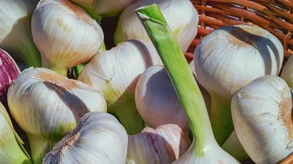 Когда сажать озимый чеснок: лучшие даты в 2025 году