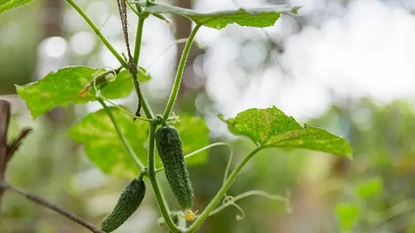 Сорта огурцов, которые следует сеять в начале сентября, чтобы плодоносили до заморозков