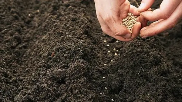 Как посадить помидоры под зиму: два проверенных способа